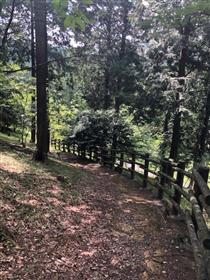 神社道中