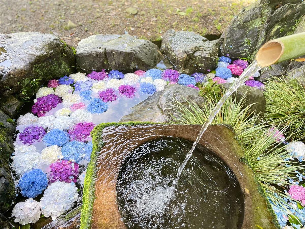 馬場稲荷神社あじさい花手水